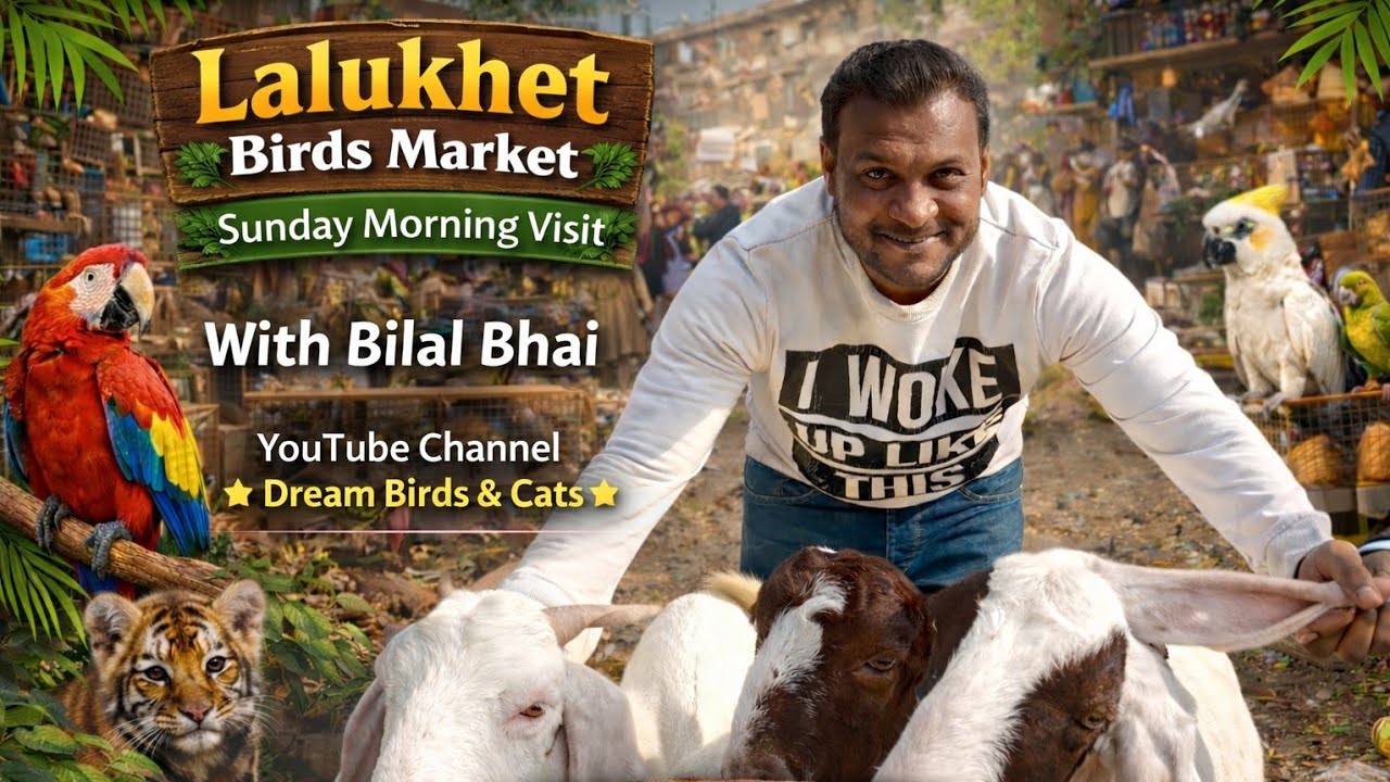 Amazing Sunday Morning at Lalukhet Birds MarketWith Bilal Bhai Dream Birds & Cats 11 January 2026 