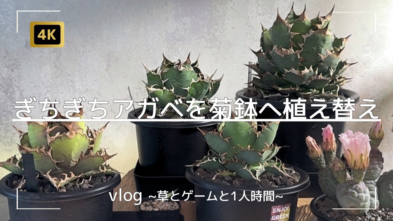 vlog | Repotting agave into chrysanthemum pots, and also