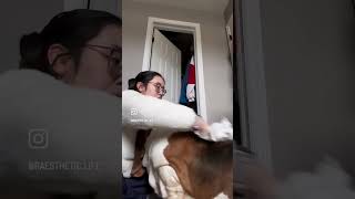 BASSET HOUND SKINCARE ROUTINE | DOG GROOMING ASMR | RELAXING CUTE POV 🐶✨#bassethound #doggrooming