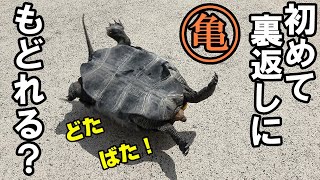 3歳の亀、生まれて初めて裏返しに！戻れるのか？【亀飼育】＃イシガメ by 秀峰ch 24,225 views 1 year ago 2 minutes, 44 seconds