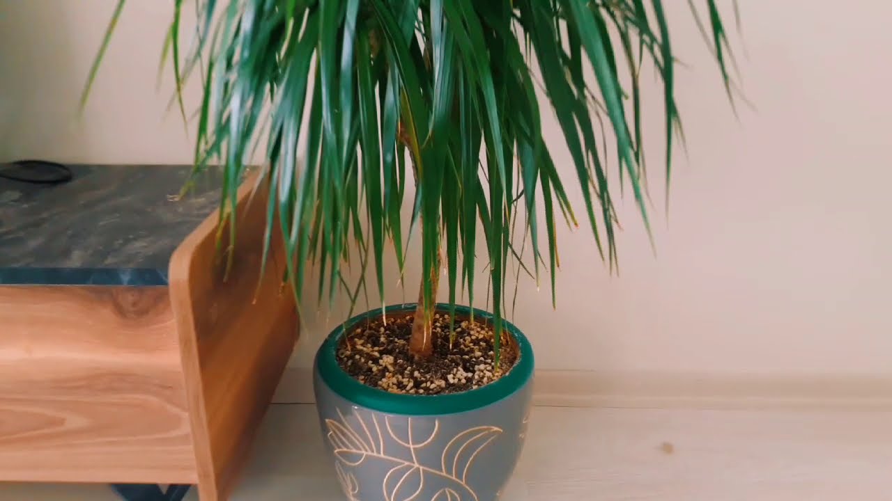 mint monstera deliciosa Monstera Full Mint deliciosa borsigiana Variegata (Nr 3)
