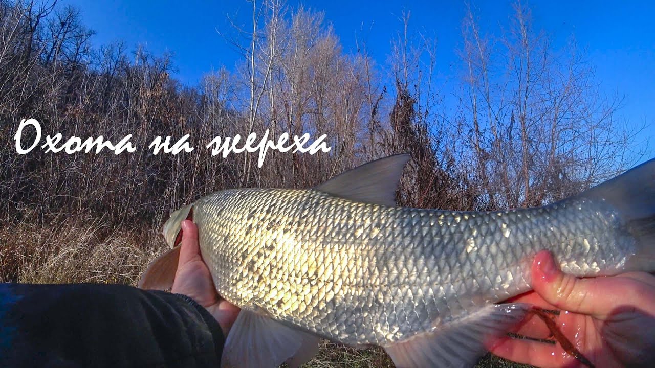 Охота на жереха - YouTube