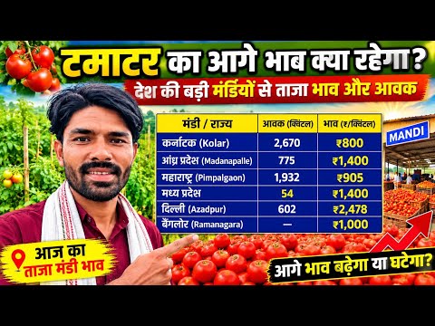 अगले 20 दिनों में टमाटर का रेट क्या होगा | टमाटर का भाव ₹1000 कैरेट कब होगा? या 200₹ में निपट जाएगा