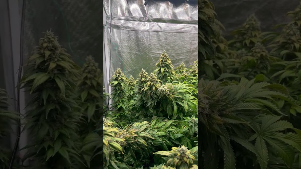 720W LED Growing