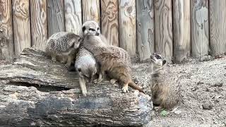 Meerkat Family at Edinburgh Zoo
