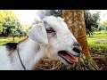 Curious goat best goat sound in the world 2024 by tobibul  goat baa baa as animal sounds ep 2