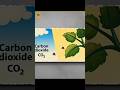 Plant in oxygen☘️😱✨#pleasesubscribe #ytshorts #shortsfeed #viewers #browerserarch #viralshorts