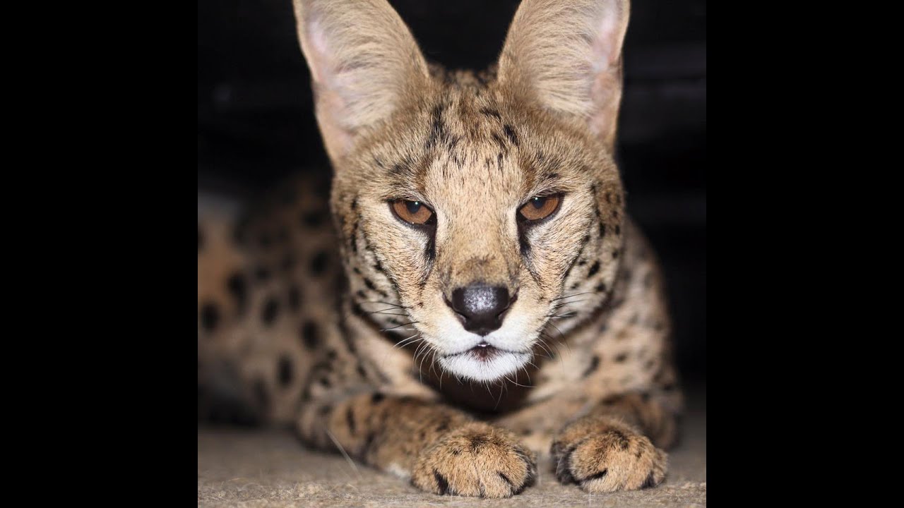 SERVAL Cat is Mean! - YouTube