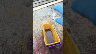 graveyard wood rit dye / vinegar rust method. Good for pine.