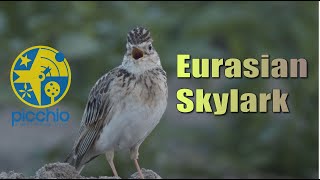 [4K] Singing skylark ヒバリのさえずり | Picchio Wildlife Research Center ピッキオ