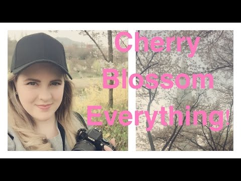 Cherry Blossoms in Seoul 2017 | Amelia Basia