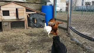 Курица топчет курицу // Hen acts as a rooster
