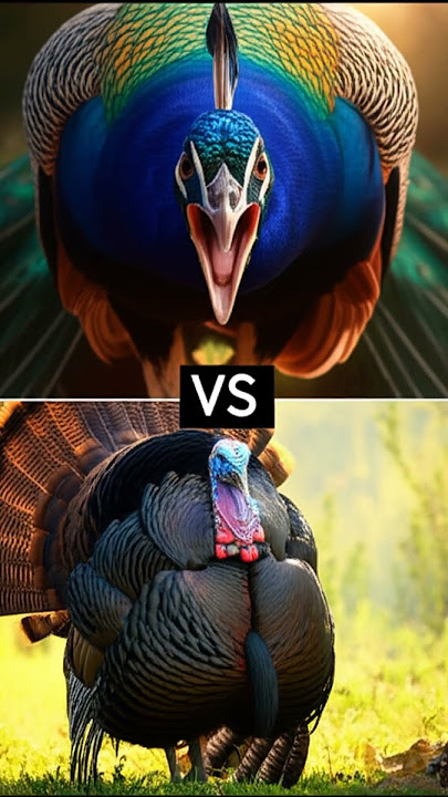 Peacock POWER! 10 Epic Animal Battles: Cat, Hawk, Coyote & More!