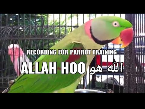 Recording For Parrot Training Allah Hu