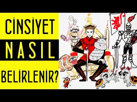 Cinsiyet Nasıl Belirlenir?