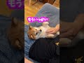 柴犬を飼ってよかったと思った瞬間