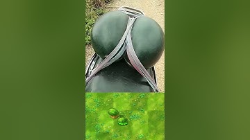 Most similar plant#pvz #pvzfusion