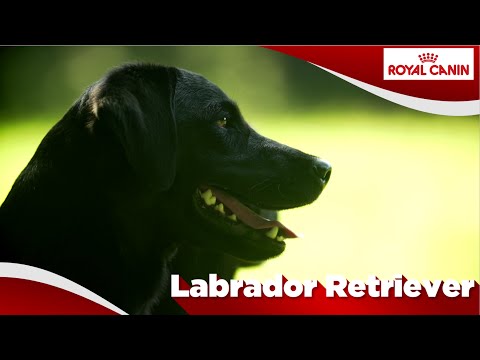 Video: Wat Zijn De Kenmerken Van Het Ras Labrador Retriever?
