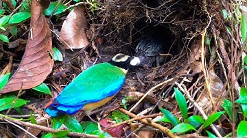 Bird Feeding Earthworms to Her Last Chick (9) – How Does Blue-winged Pitta Keep the Nest Clean? EP48