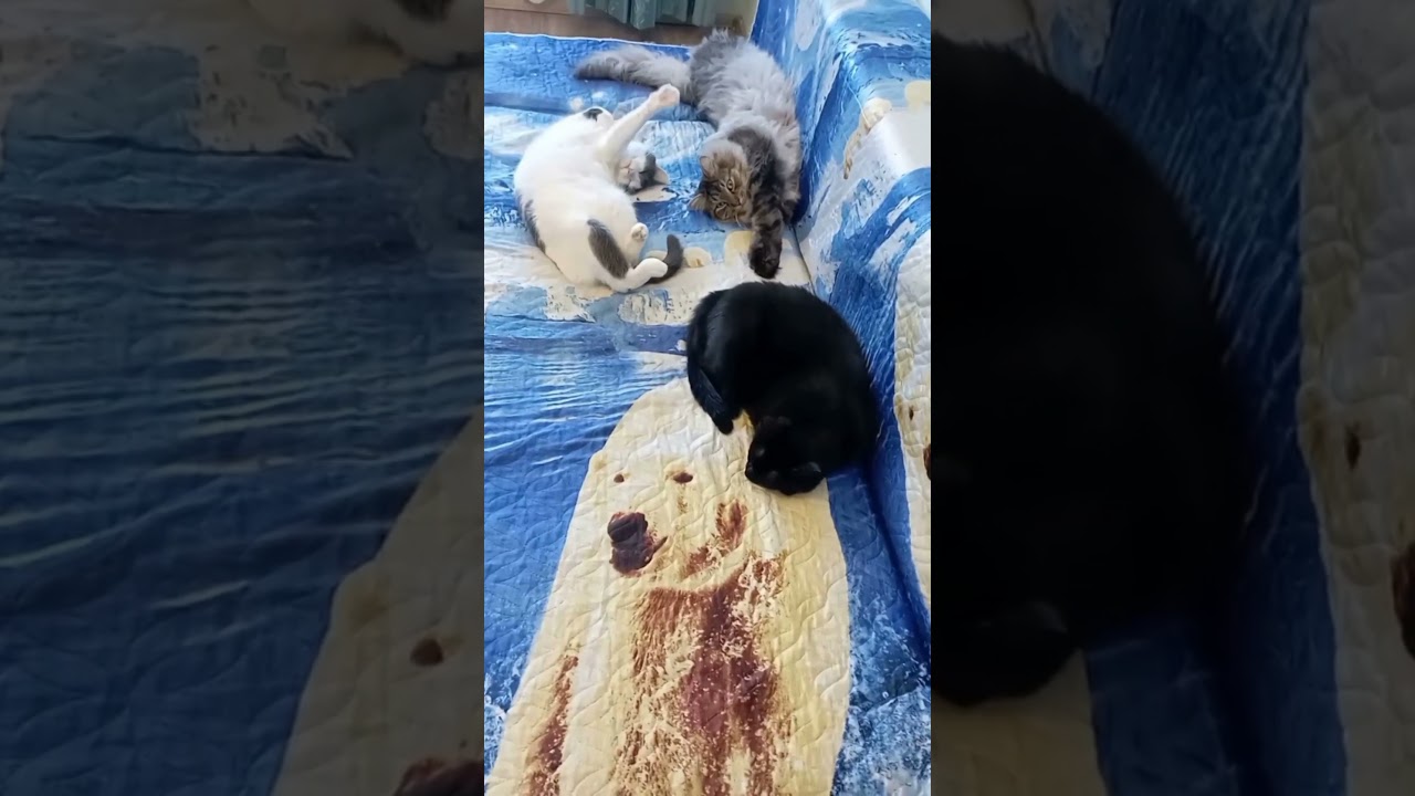 Котофейки обиделись на дедусю !