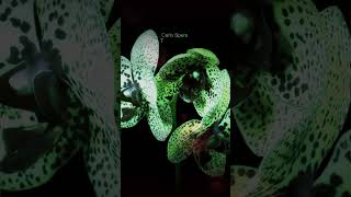 Carlo Spera   Mr  Tambourine Man  cover   SMF   2026