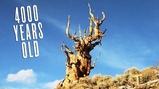 I Visited The Oldest Trees In The World