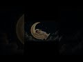 Baby Sleep Music 🌙 Little Comet Dreams💤 Soft Lullaby for Babies #shorts