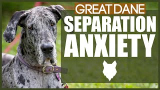GREAT DANE Separation Anxiety