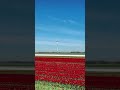 Watch the full video Dutch Tulips in full bloom