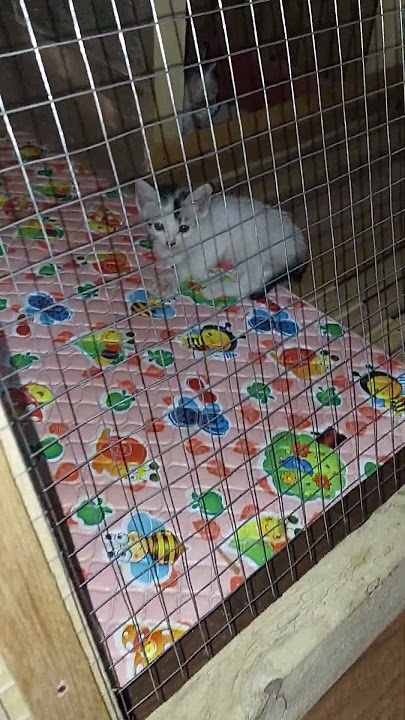 Bocil In His New Home#shortsyoutube #cats #cat