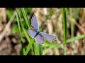 Vido papillon ralise le 17 09 22  haute maurienne vanoise 