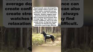 THE DARK Psychology Of Guard Dog Breeds#guarddogpsychology