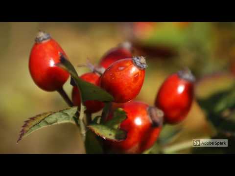 Video: Kuşburnu Nima Uchun Foydali?