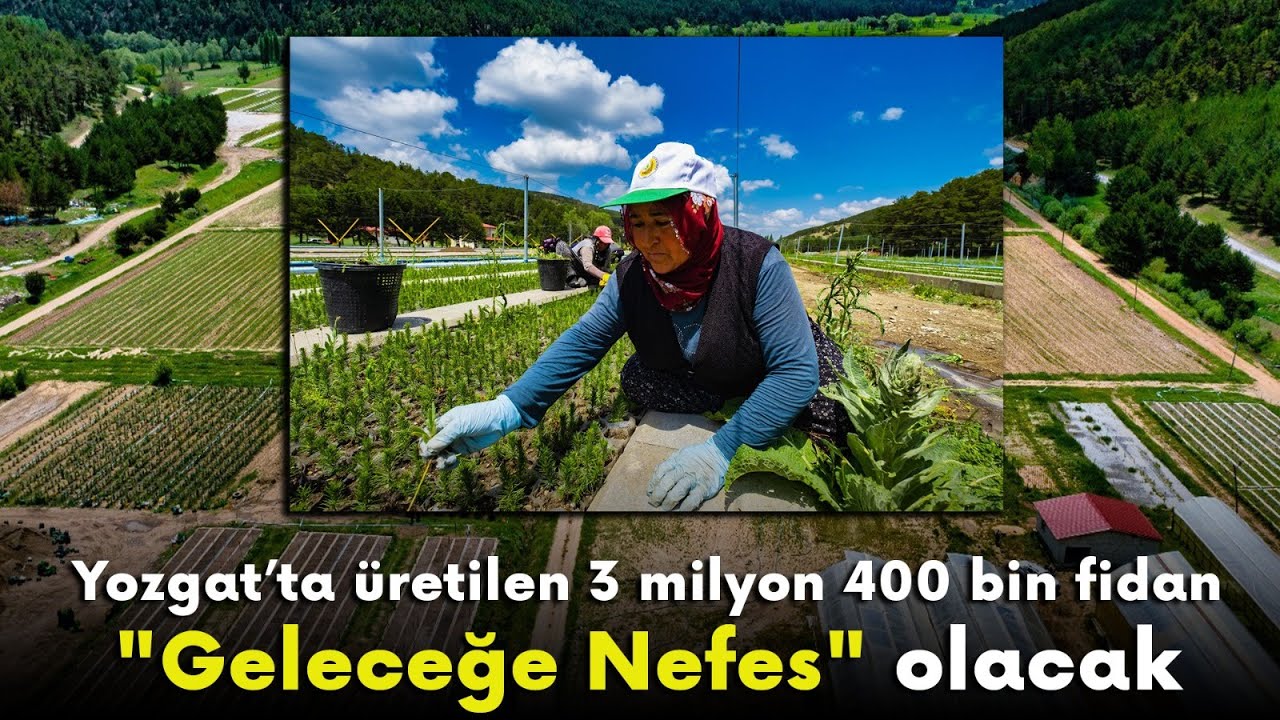 Yozgat’ta üretilen 3 milyon 400 bin fidan 