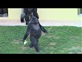 シャバーニ家族 757  Shabani family gorilla