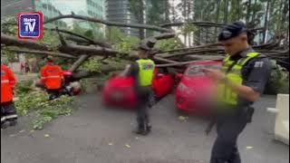 Kejadian pokok tumbang hempap kenderaan berlaku lagi di ibu kota