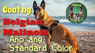 Belgian Malinois - Coat & Color, Ano  Ang Standard?