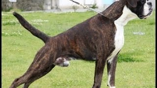كل المعلومات اللي عايز تعرفها عن كلب البوكسر شرح بالعربي BOXER !!