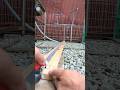 A triple watering system that rotates solely by water pressure #diy #sprinklar #pvcpipe