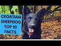 Croatian Sheepdog - TOP 10 Interesting Facts の動画、YouTube動画。