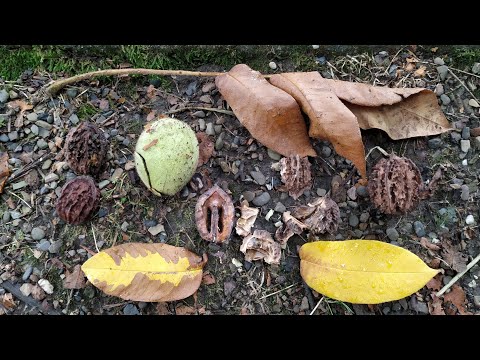 Video: Buartnut ağacları nədir - Buartnut ağacına qulluq haqqında məlumat əldə edin