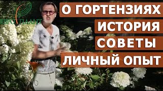 Малоуходные метельчатые гортензии для ленивых садоводов