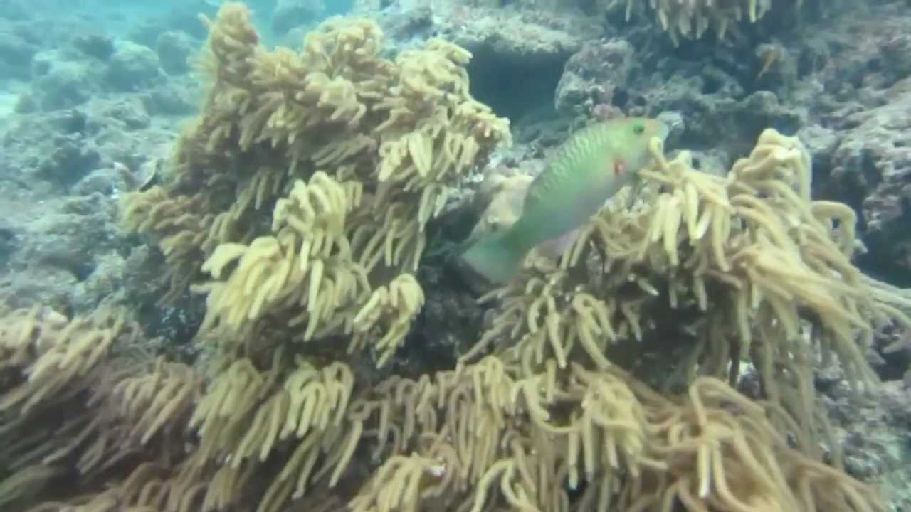 Cairns Dive Centre - Great Barrier Reef 2012