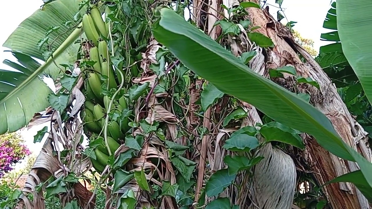Farming for beginners #africahomegarden #food