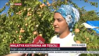 Download Trt Haber, Tescilli Malatya Kayısısını Dünyaya Tanıttı Video MP3 Trt Haber, Tescilli Malatya Kayısısını Dünyaya Tanıttı