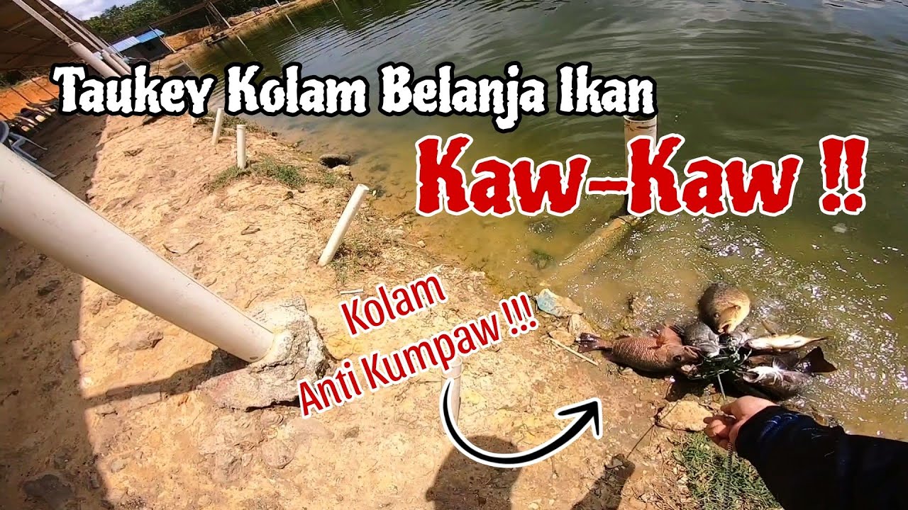 TEKNIK MENJADI !! GASAK MJ ROKET KOLAM SAHIDAN 66 || REEL LANDBASE MOTANI.