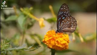 Yogi Yang Jing - Joanna Tiong