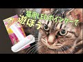 【キジトラねいちゃん】猫用LEDポインターであそぶ！本能を刺激する光るおもちゃがスゴイ！