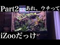 【後編】グリーンパイソンのビバリウムの出来が良過ぎて家なのか体験型動物園なのかわからなくなってしまう芸人#グリーンパイソン#爬虫類#ビバリウム#テラリウム