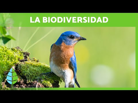 Video: ¿Dónde es importante la biodiversidad?
